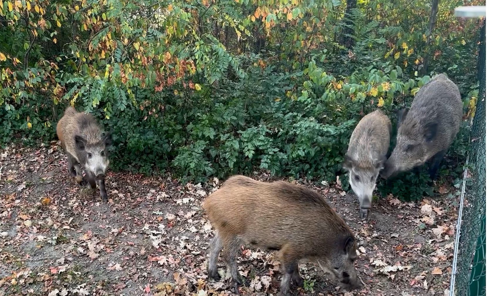 Wildschweine in Kleinmachnow