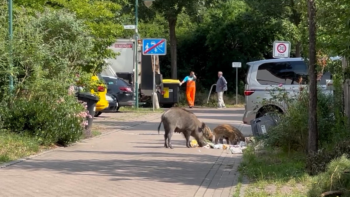 wildschweine-in-kleinmachnow.de